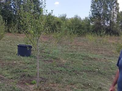 Šljiva u zasadu Dejana Kecmana