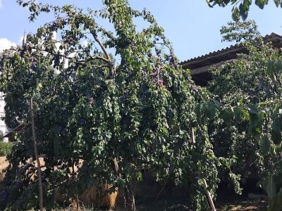 Šljiva u zasadu Dejana Kecmana