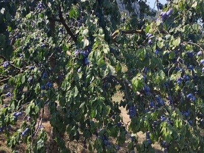 Šljiva u zasadu Dejana Kecmana