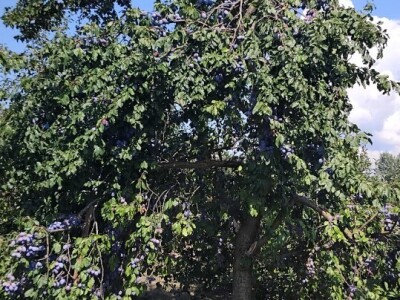 Šljiva u zasadu Dejana Kecmana