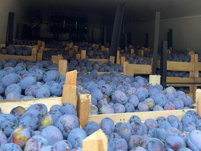 Šljive u Gradačcu 2024.