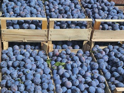 Šljive u Gradačcu 2024.