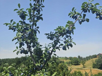 Šljive u Gradačcu 2024.