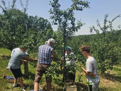 Šljive u Gradačcu 2024.
