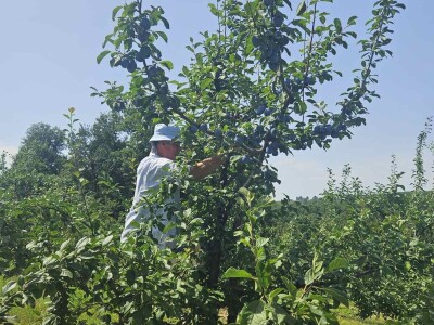 Šljive u Gradačcu 2024.