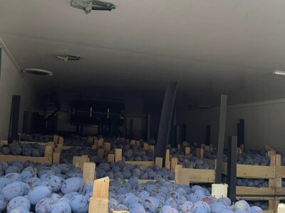 Šljive u Gradačcu 2024.