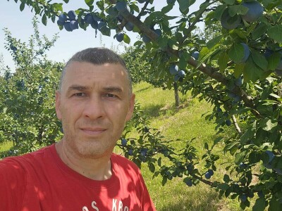 Šljive u Gradačcu 2024.