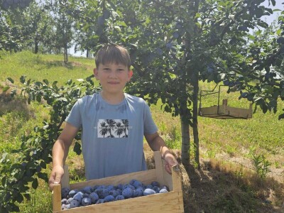 Šljive u Gradačcu 2024.