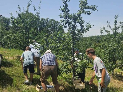 Šljive u Gradačcu 2024.