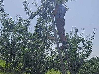 Šljive u Gradačcu 2024.