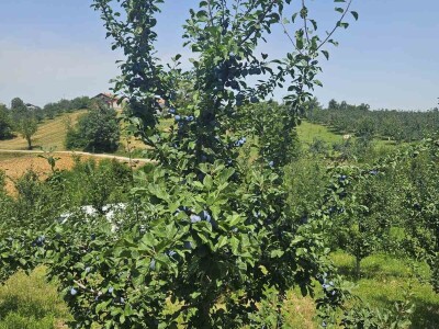 Šljive u Gradačcu 2024.