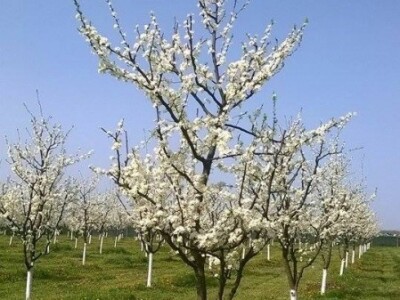 Poticaj za uzgoj autohtonih sorti šljive