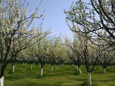 Poticaj za uzgoj autohtonih sorti šljive