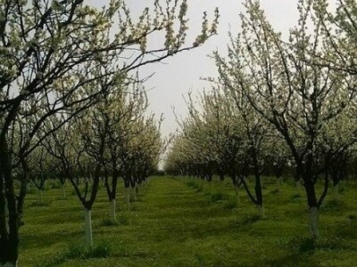 Poticaj za uzgoj autohtonih sorti šljive