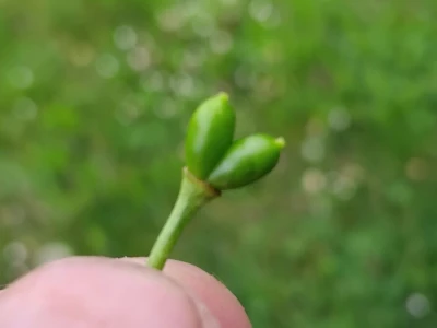 Šljivina osa