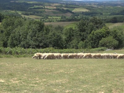 Šljivu zamenio ovcama i nije se pokajao
