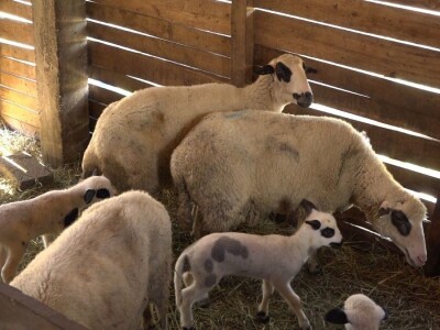 Šljivu zamenio ovcama i nije se pokajao