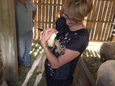 Šljivu zamenio ovcama i nije se pokajao