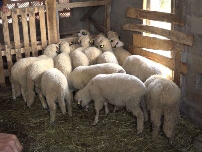 Šljivu zamenio ovcama i nije se pokajao