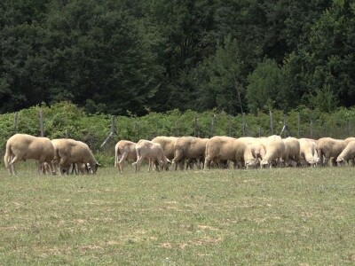 Šljivu zamenio ovcama i nije se pokajao
