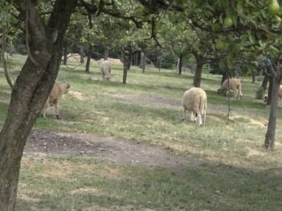 Šljivu zamenio ovcama i nije se pokajao