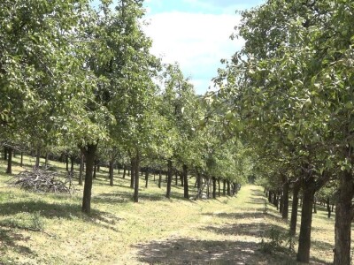 Šljivu zamenio ovcama i nije se pokajao