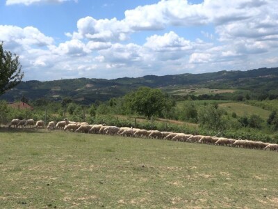 Šljivu zamenio ovcama i nije se pokajao