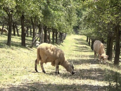 Šljivu zamenio ovcama i nije se pokajao