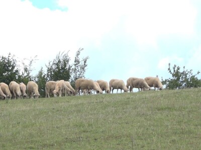 Šljivu zamenio ovcama i nije se pokajao