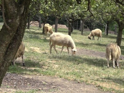 Šljivu zamenio ovcama i nije se pokajao