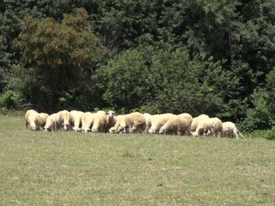 Šljivu zamenio ovcama i nije se pokajao