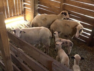 Šljivu zamenio ovcama i nije se pokajao