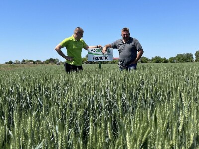 Axereal - sorte pšenice