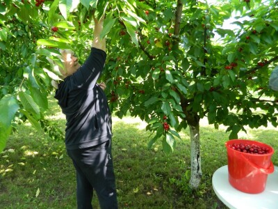 Slobodan Stojanović poklanja trešnje da ne bi propale
