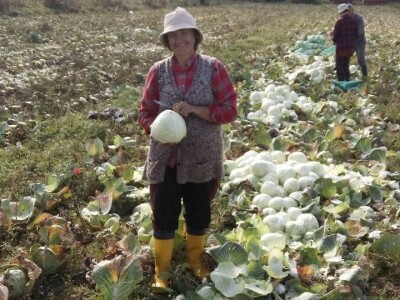 Slovneci iz srca Bosne: Kupus posadimo na rizik, niti znamo da li će biti dobar, ni da ćemo ga uspjeti prodati