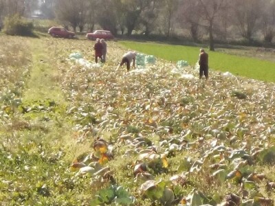 Slovneci iz srca Bosne: Kupus posadimo na rizik, niti znamo da li će biti dobar, ni da ćemo ga uspjeti prodati
