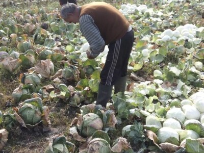Slovneci iz srca Bosne: Kupus posadimo na rizik, niti znamo da li će biti dobar, ni da ćemo ga uspjeti prodati