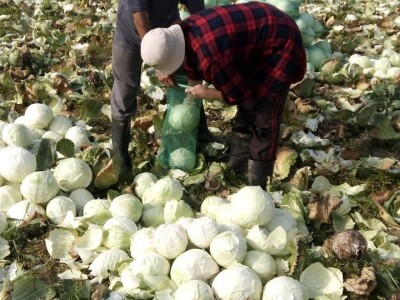 Slovneci iz srca Bosne: Kupus posadimo na rizik, niti znamo da li će biti dobar, ni da ćemo ga uspjeti prodati
