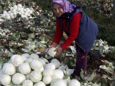Slovneci iz srca Bosne: Kupus posadimo na rizik, niti znamo da li će biti dobar, ni da ćemo ga uspjeti prodati