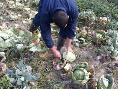 Slovneci iz srca Bosne: Kupus posadimo na rizik, niti znamo da li će biti dobar, ni da ćemo ga uspjeti prodati