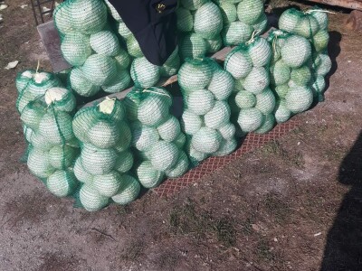 Slovneci iz srca Bosne: Kupus posadimo na rizik, niti znamo da li će biti dobar, ni da ćemo ga uspjeti prodati