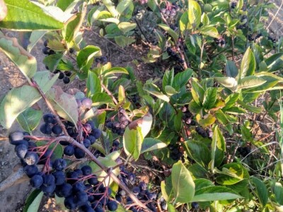 Slučaj Ante Peraića:  Iz Programa ruralnog razvoja dobio 100.000 eura, a nedaju mu da kupi dva hektara državnog zemljišta!