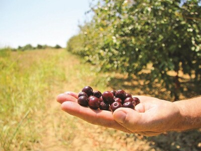SLUČAJ MARAŠKA - Milenko Vrkić i braniteljska zadruga spašavaju preostale proizvođače višnje maraške!