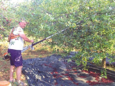 SLUČAJ MARAŠKA - Milenko Vrkić i braniteljska zadruga spašavaju preostale proizvođače višnje maraške!