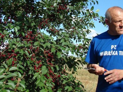 SLUČAJ MARAŠKA - Milenko Vrkić i braniteljska zadruga spašavaju preostale proizvođače višnje maraške!