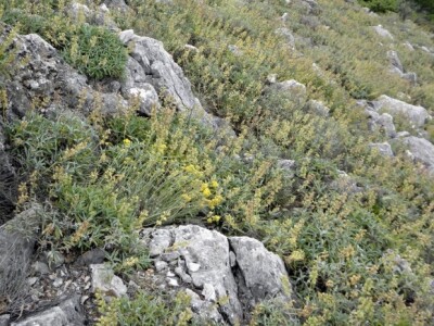 Smilje u dalmatinskom kršu