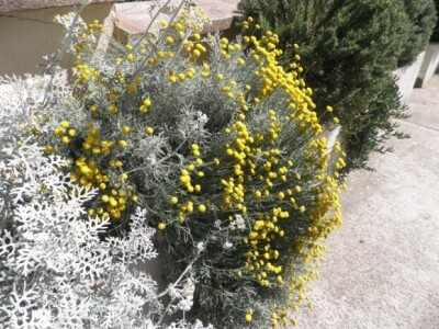 Smilje kao ukras Smilje kao ukras