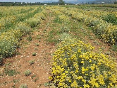 Posjeta stručnjaka s Korzike Posjeta stručnjaka s Korzike