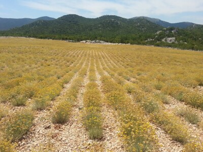 Posjeta stručnjaka s Korzike Posjeta stručnjaka s Korzike