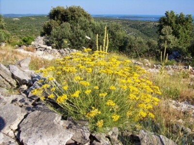 Smilje u kršu Dalmacije